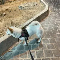 واگذاری سگ  اشپیتز ۷ماهه