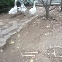 فروش غاز و اردک
