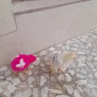 جوجه صورتی و بومی زرد