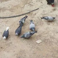 کبوتر|پرنده|اهرم, |دیوار