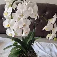 گل ارکیده