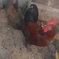 خروس و دوتا مرغ پاکوتاه مینیاتوری