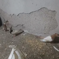 چند عدد کفتر شهرستانی ویک تهرانی