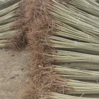 فروش صنوبر یارانه‌ای سه متری  20تومن در نهالستان