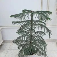 کاج مطبق