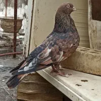 کله ای ، طوقی|پرنده|ایذه, |دیوار