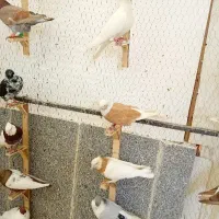 تورکفترکبوتر