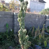 کاکتوس صخره‌ای سرئوس بزرگ