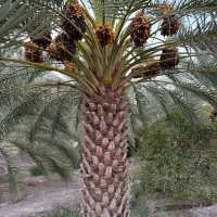 استخدام بازاریاب تلفنی و حضوری مواد غذایی
