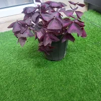 گیاه اگزالیس یا برگ پروانه ای بنفش و برگ انجیری