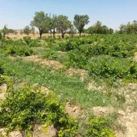 باغ انگور ودرخت در ظهیر آباد ،کمیجان