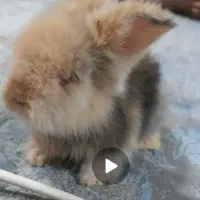 بچه خرگوش لوپ