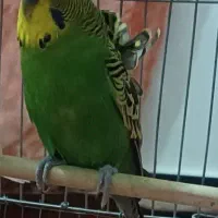 مرغ عشق پروانه ای نر