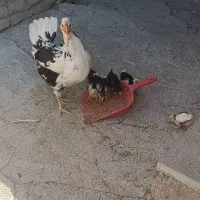 مرغ و خروس