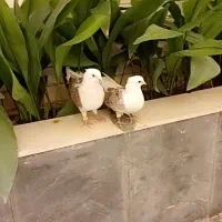 کبوتر.پشتی.هفت رنگ کاکلی