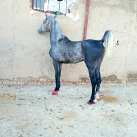 اسب کرد
