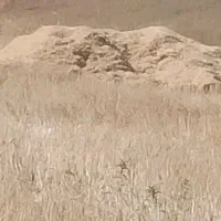 کاه گندم