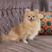 پامرانین نر و ماده