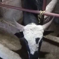 ۱۴۰کیلو ورزا کوله فروشی