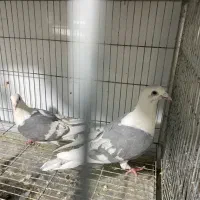جفت دوکت پلاکی