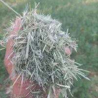 یونجه باباحیدر