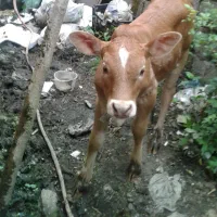گاو محلی شیرده با گوساله