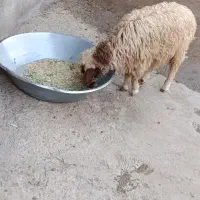 بره نر صحیح و سالم فقط دستش شکسته