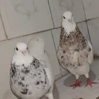 کبوتر جفت نرو ماده طوقی