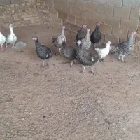 چهار عدد بقلمون  کرچ