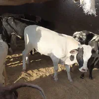 ۱۰ راس گوساله نر ۱۷۰