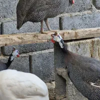 مرغ شاخدار تخم گذار لارستان