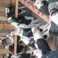 کفتر نر ماده.  ابلق    یکجا یکجا   ۳۵ عدد