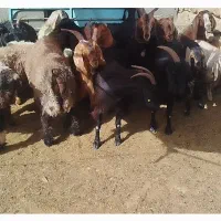 فروش 10راس بز چاق5عدد کهره