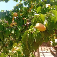 قیصی شیرین و خوش طمع