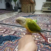 طوطی گرینچیگ.. آساوله کمربندی بهشت محمدی