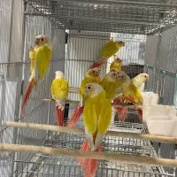 ردچیک سانچیک مونچیک