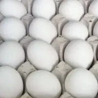 تخم مرغ تازه ودرشت