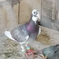 مجسمه کبوتر