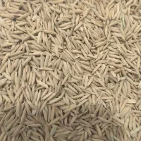 شلتوک ضیغمی تمیز مخصوص بذر