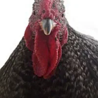 خروس