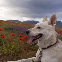 سگ مالینویز نر برای جفت گیری