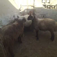 بره قوچ