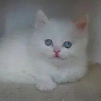توله سفید