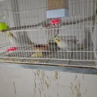 عروس هلندی