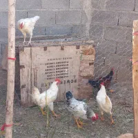 پنج عدد خروس محلی