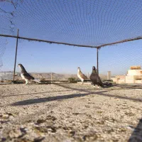 کفتر|پرنده|شیراز, شهرک گلستان|دیوار