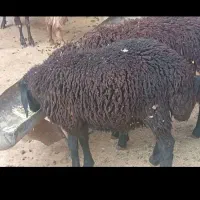 بره نر ۴۰ کیلویی