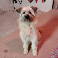 سگ اشپیتز پاکوتاه