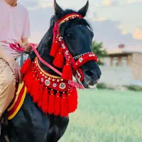 سرکلگی و دست جلو و سینه بند ست