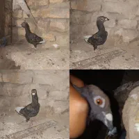 کبوتر مینا بور